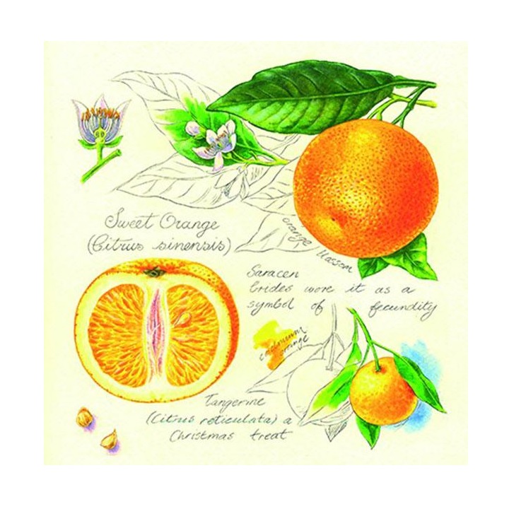 Levně Ubrousky na dekupáž Pomeranče - 1 ks (ubrousky na dekupáž)
